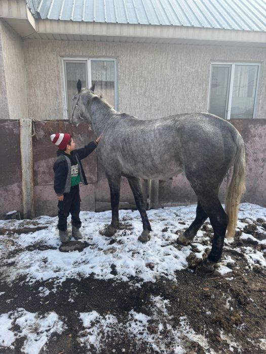 Продам кабыл , кобыла , байтал , бие