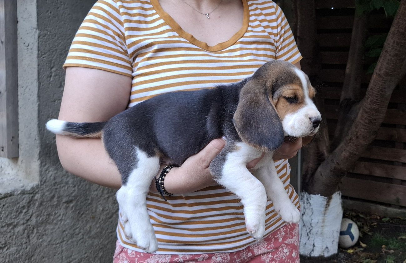 Pui beagle tricolor din părinți cu pedigree
