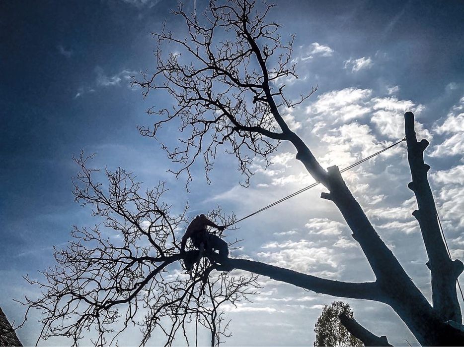 Arborist, Alpinist utilitar in arbori/copaci,taieri arbori/pomi/copaci