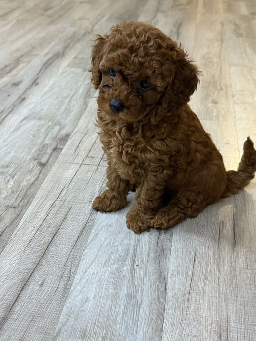 Той пуделчетаааааа