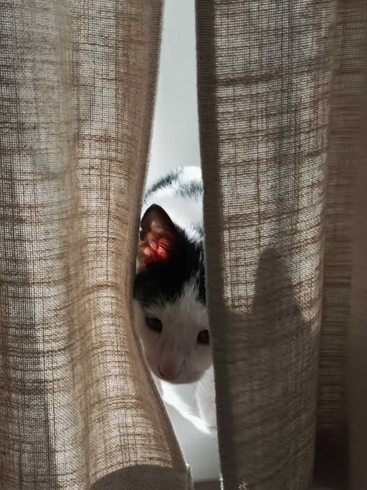 Отдаем котёнка БЕСПЛАТНО