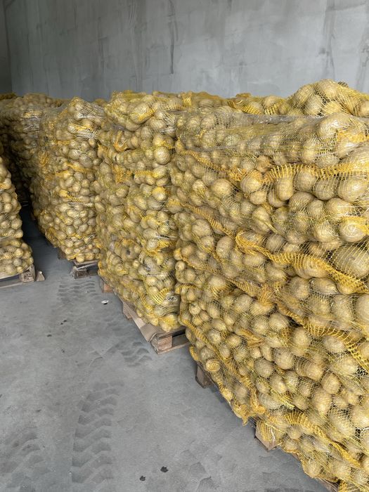 vand cartofi de polonia