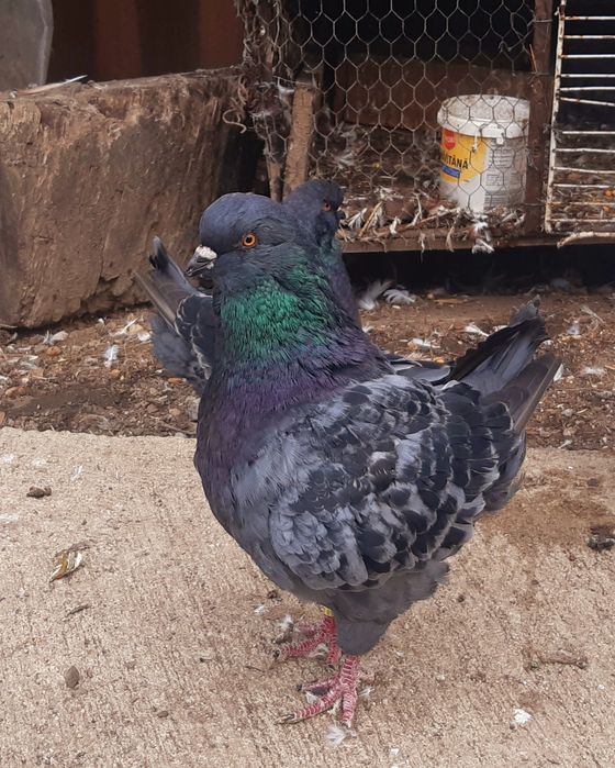 De vanzare kingi .4 buc