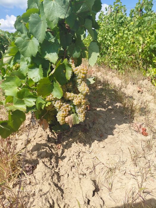 Struguri de vin toate soiurile