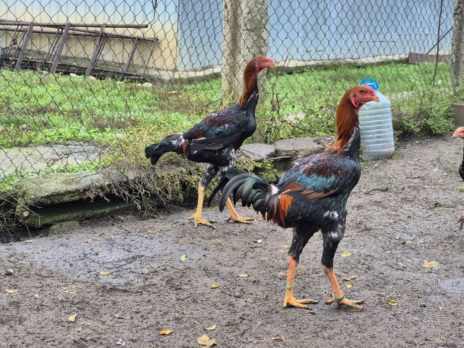 Cocosi malaezieni 2025