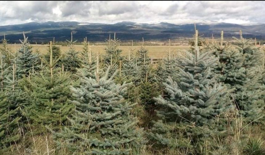 Brazi arginti oferta la cantitate mare