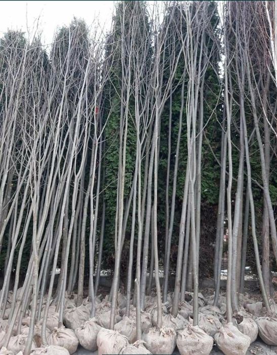 Amenajări spații verzi