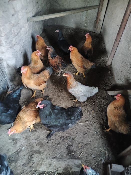 Куры Кучин 4+1 петух подарок