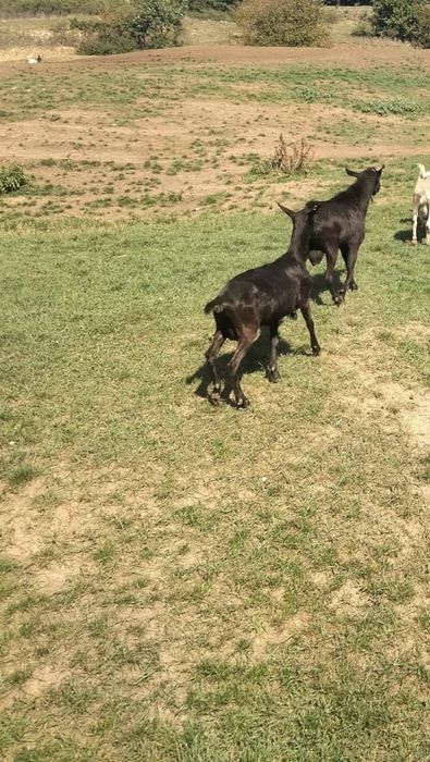 Vand  dau si la schimb patu capre si un tat  is gestante