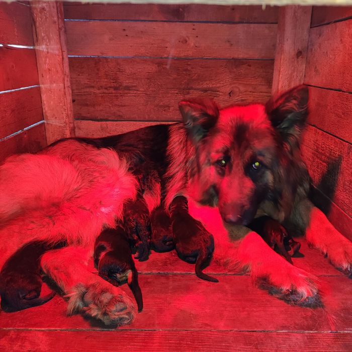 Ciobanesc german păr lung