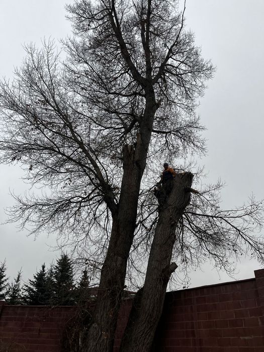 обрезка спиль деревьев профессионально и безопасно