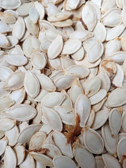 Seminte DOVLEAC - vânzare