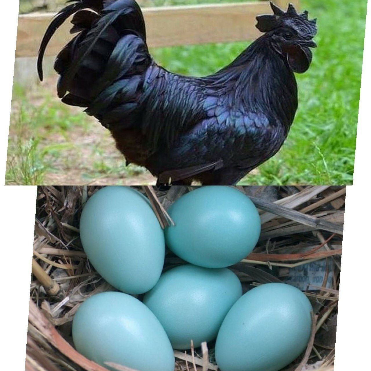 Koʻk tuxum qoʻyadigan tovuq tuxumlari sotiladi