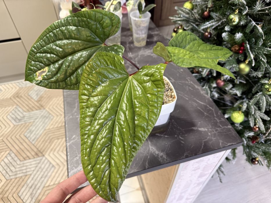 Продам помнатные растения