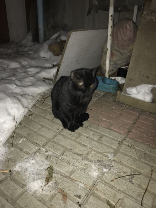 Найден черный кот, желтые глаза, ласковый