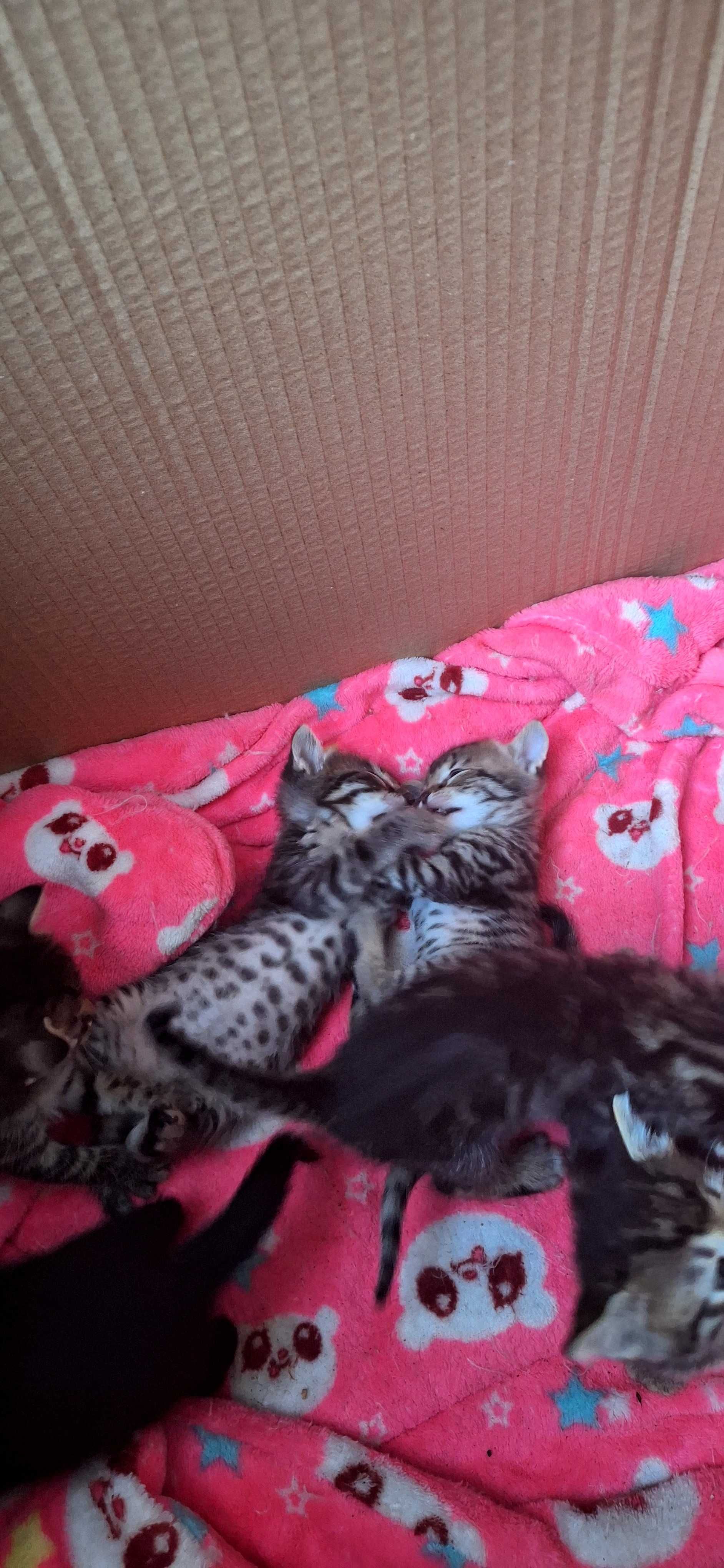 Подаряват се котенца
