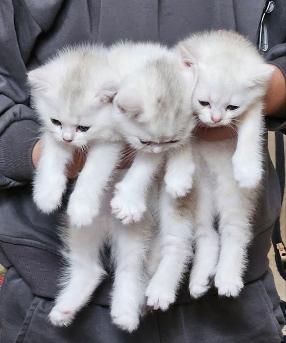 Britaniskiy shinshila mushuk bolalari sotiladi