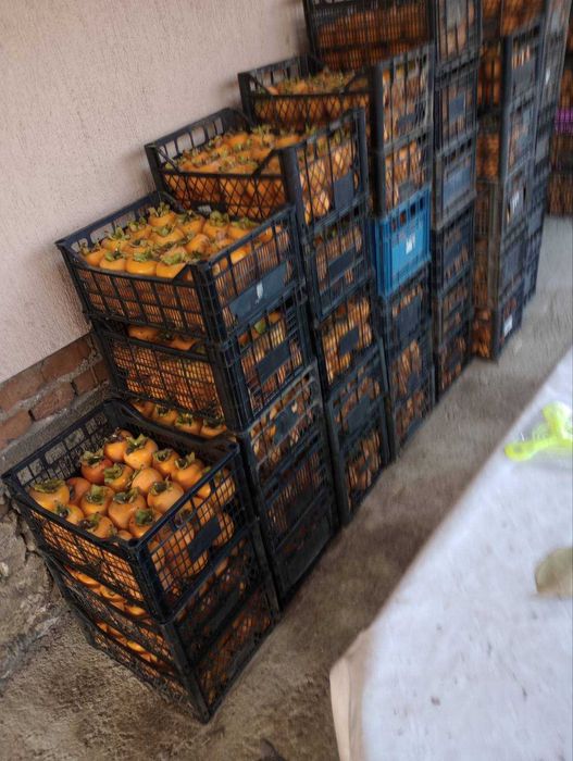 Райски ябълки плод