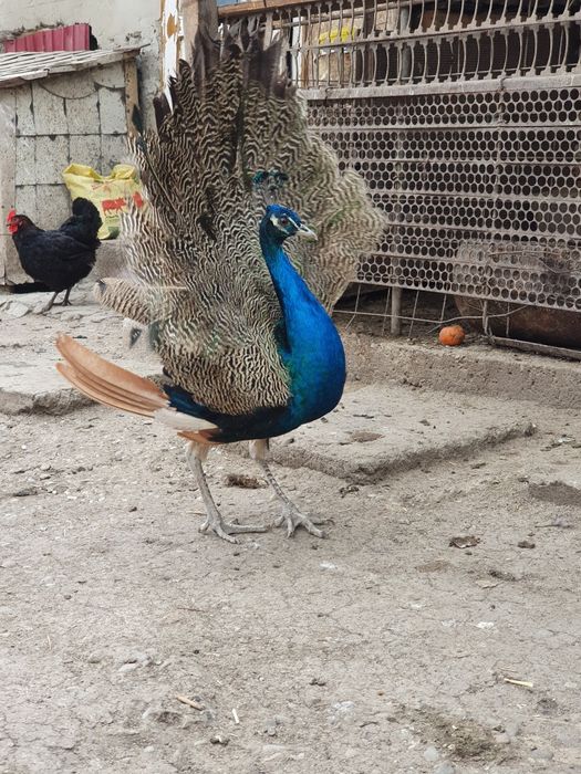 Gascani, gaini, paun, curci