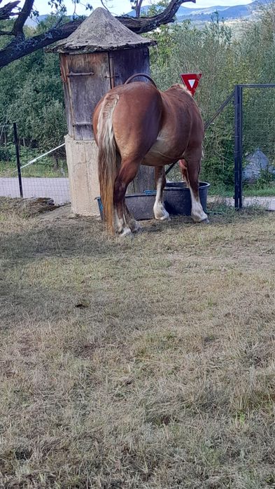De vânzare iapă  FITERO