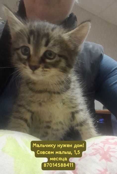 Отдам котенка мальчик 1,5 месяца