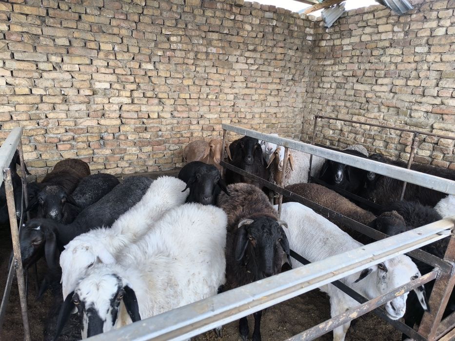 Кучкор куйлар сотилади хаммаси соглом уйда бокилган.