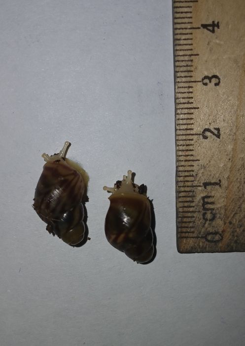 Улитки ахатины 1 см,вырастают до 15 см