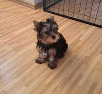 Yorkshire Terrier cu pedigree