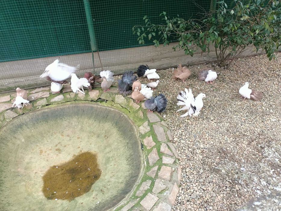 Vând porumbei voltati