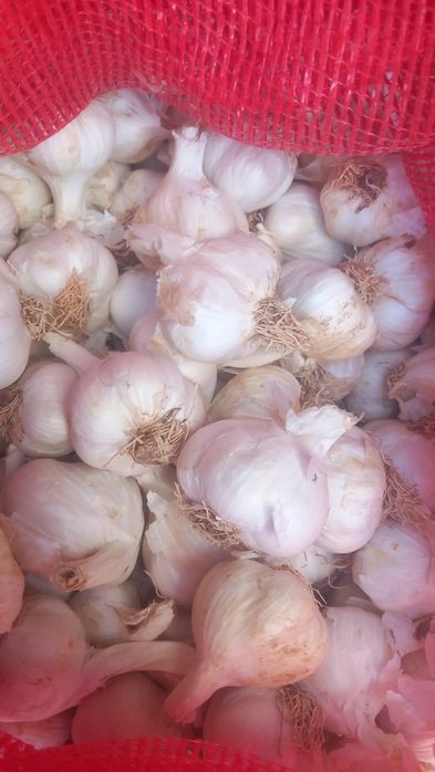 Usturoi de pus în pământ și de consum