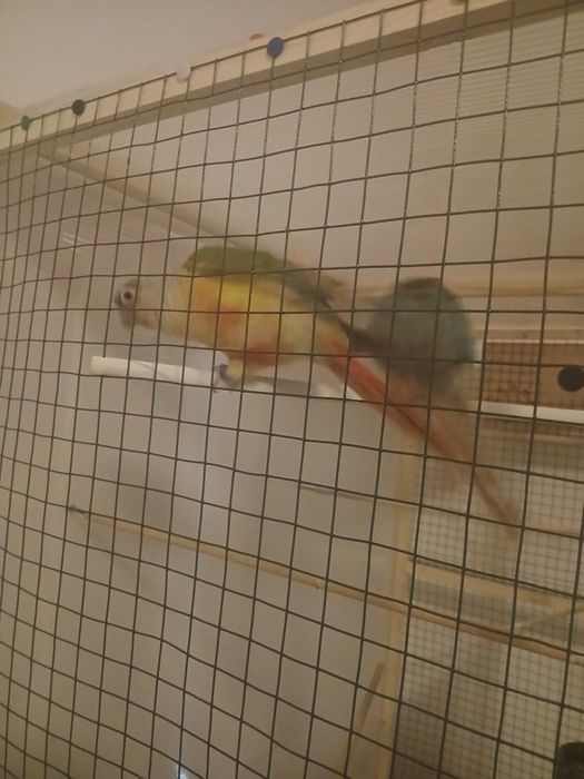 Pereche papagali pyrhurra molinae cu test ADN