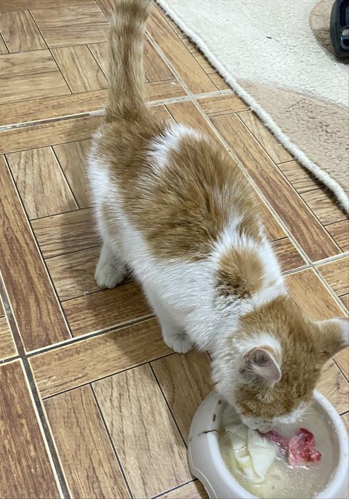 Отдам бесплатно мальчика котенка.