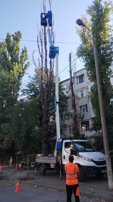 Tăieri,Fasonari,Toaletări,Defrișări,Rapid.