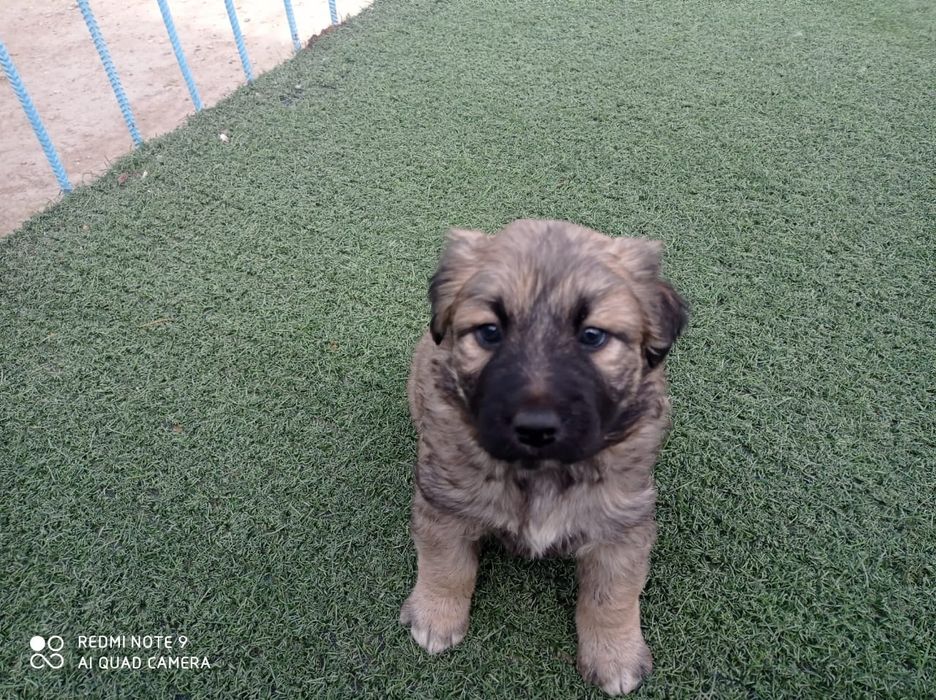 Бесплатно щенки!