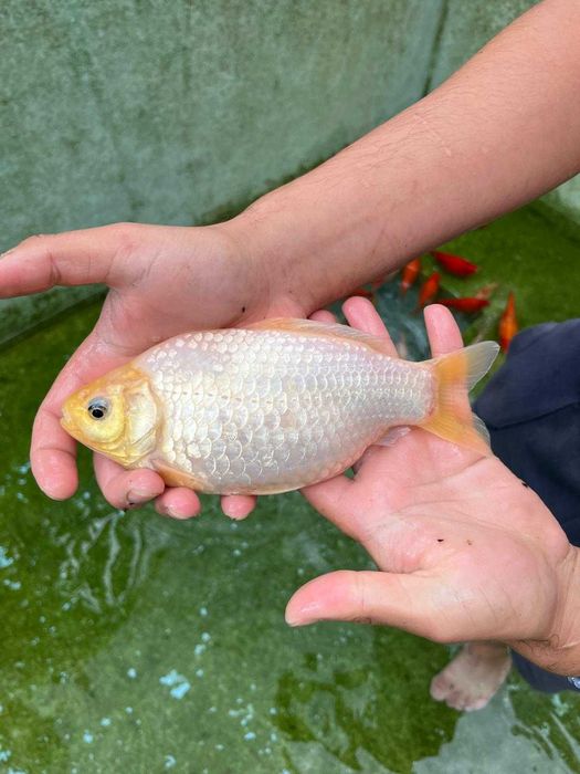 Vand Pești Iaz / Acvariu - Carasi aurii/Colorati