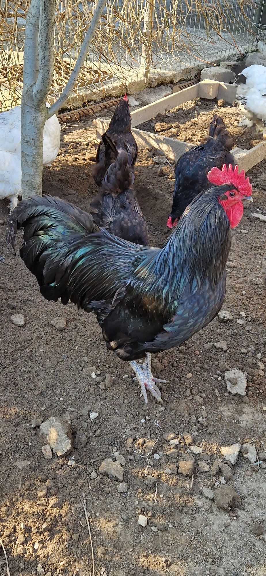 Vand cocos Australorp