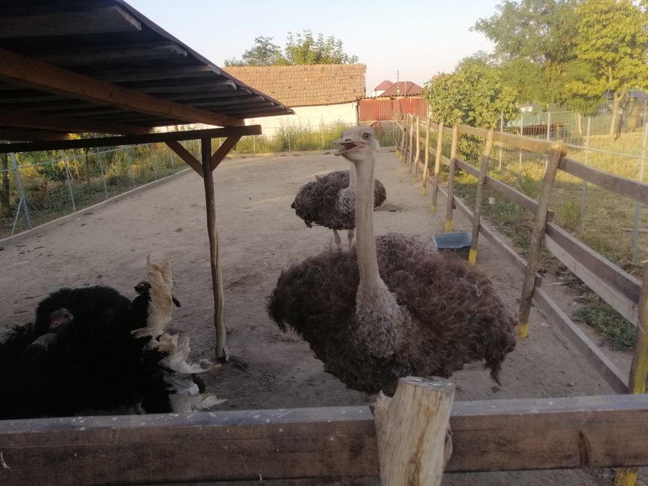 Vând familie reproducătoare!!