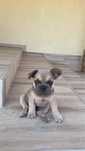 Bulldog Francez