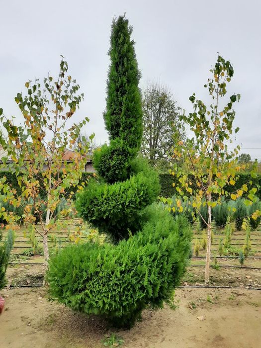 Tuia, plante ornamentale, preț de producător