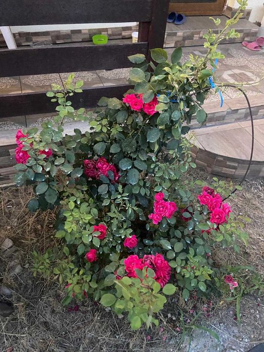 Casa de închiriat Branistea