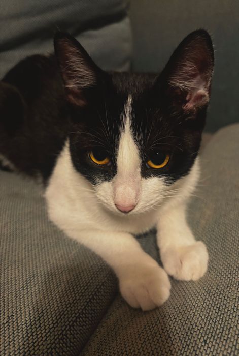 Pisicuta disponibila pentru adoptie