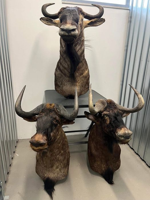 3 броя трофеи от Гну