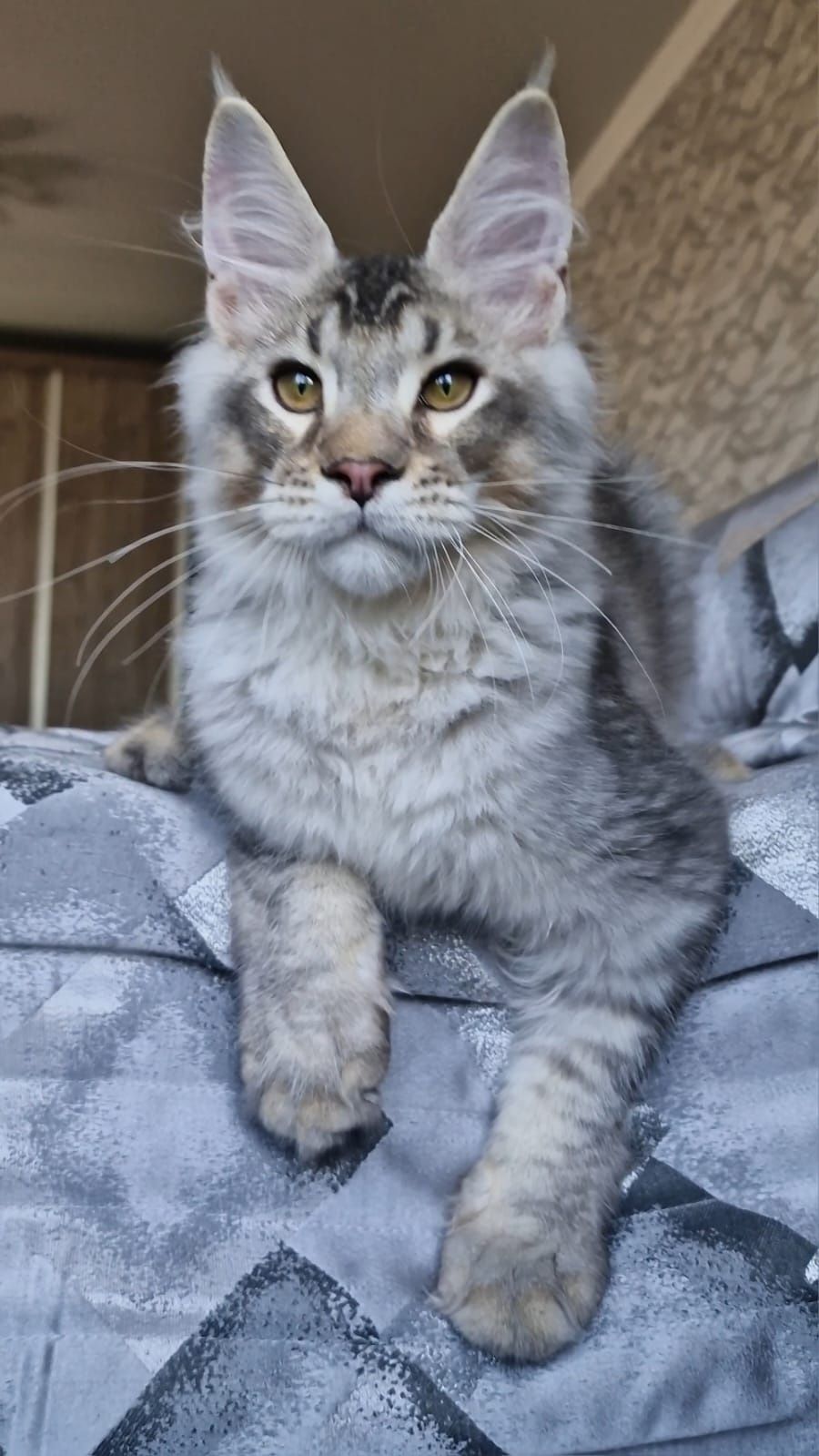 Котёнок Мейн-Кун.
