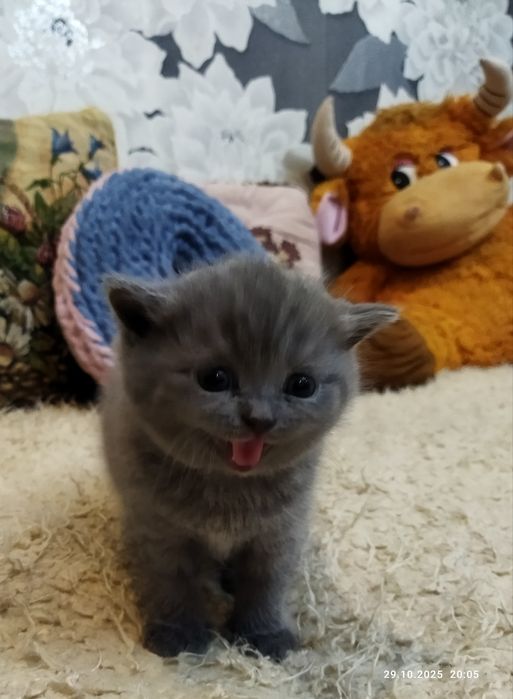 Готовяться к продаже котята