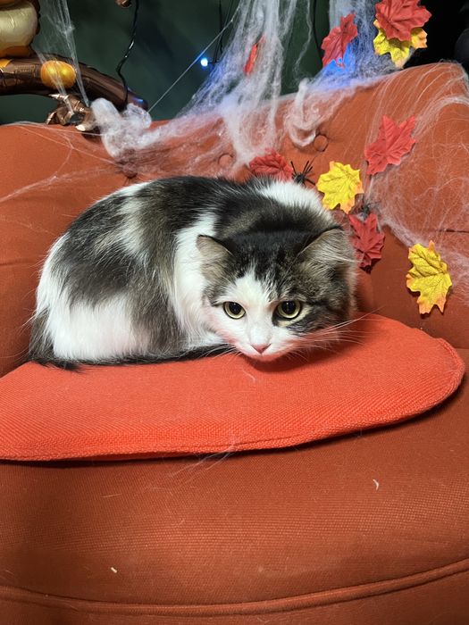 Длинношерстная кошка ищет дом