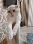 Шиншилла фолд киз