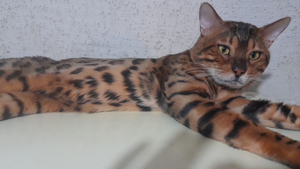 Кот бенгал ищет на вязку кошек