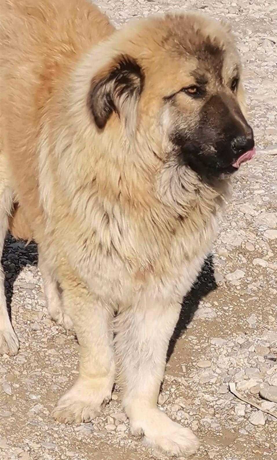Adopție caine metis ciobanesc adult