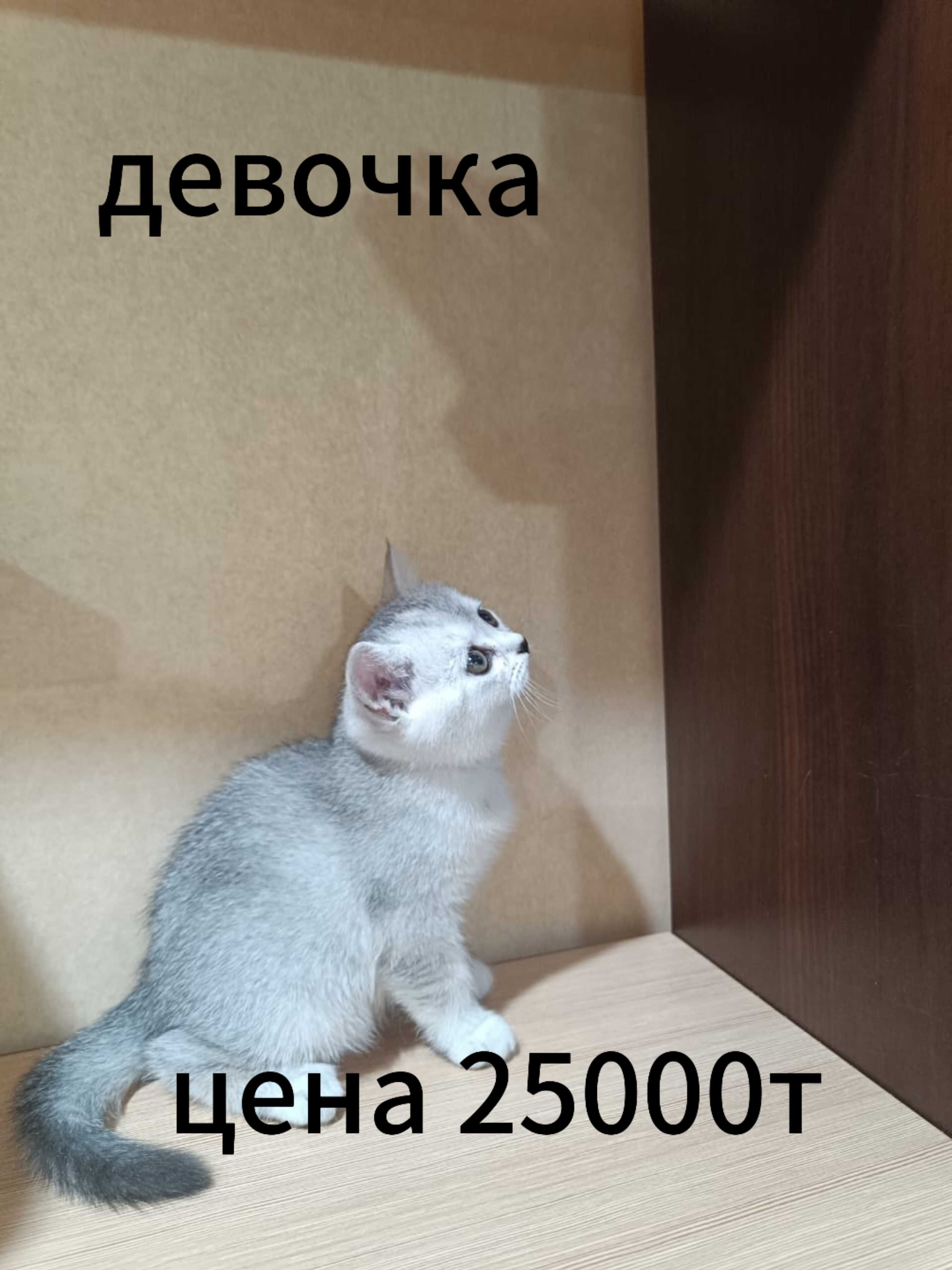 Котята скоттиш фолд