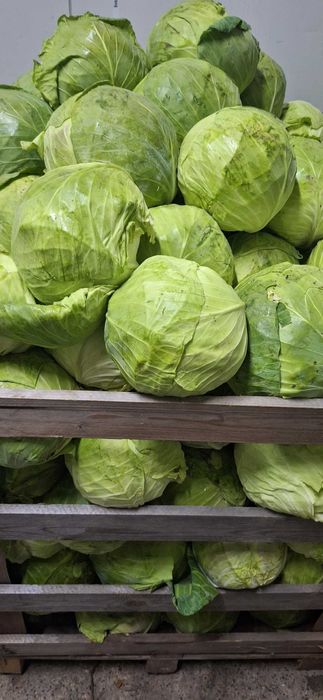 Продаваме кьосе и марул